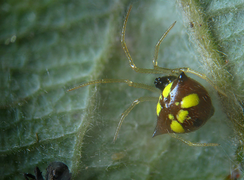 Theridula gonygaster - Besnate (VA)